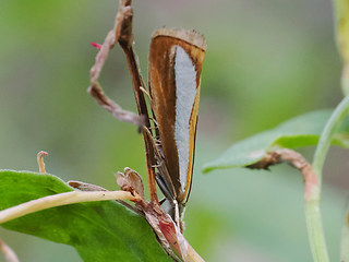 Catoptria margaritella