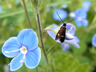 Cauchas fibulella