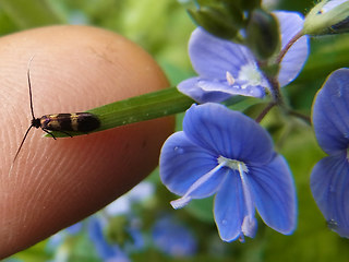 Cauchas fibulella