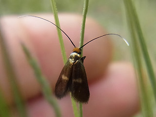 Cauchas rufimitrella