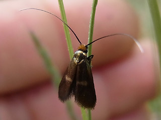 Cauchas rufimitrella