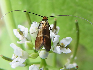 Cauchas rufimitrella