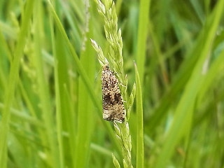 Celypha lacunana