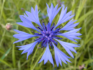 Centaurea cyanus