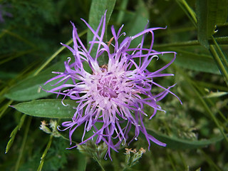 Centaurea jacea ssp. jacea