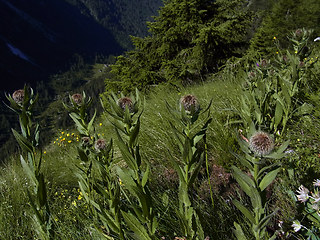 Centaurea nervosa