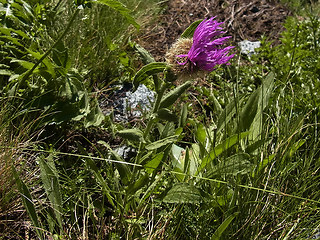 Centaurea nervosa