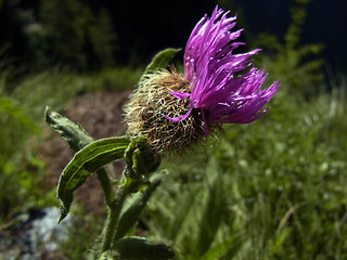 Centaurea nervosa