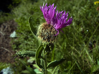 Centaurea nervosa