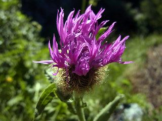 Centaurea nervosa