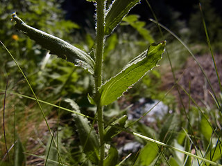 Centaurea nervosa