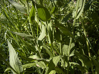 Centaurea nervosa