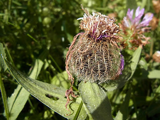 Centaurea nervosa