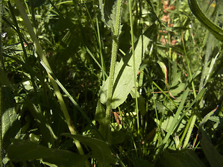 Centaurea nervosa