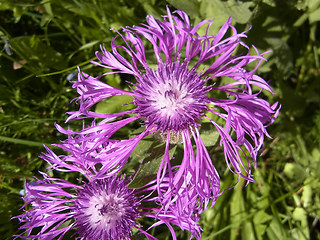 Centaurea nervosa