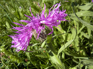 Centaurea nervosa