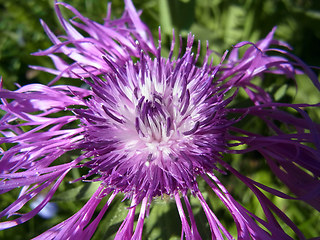 Centaurea nervosa