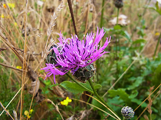 Centaurea scabiosa