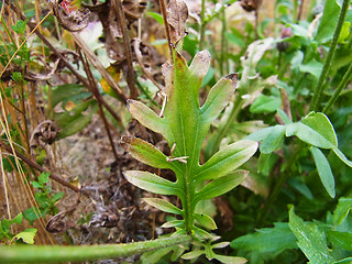 Centaurea scabiosa