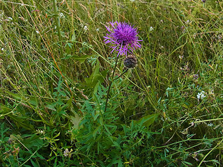 Centaurea scabiosa