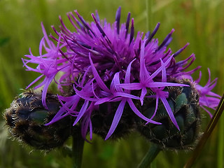 Centaurea scabiosa