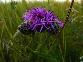 Centaurea scabiosa