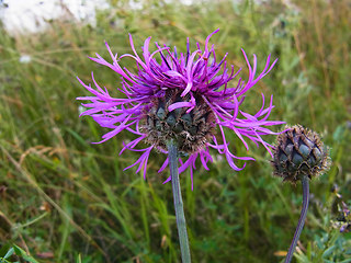 Centaurea scabiosa