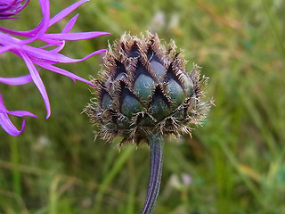 Centaurea scabiosa