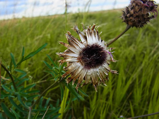 Centaurea scabiosa