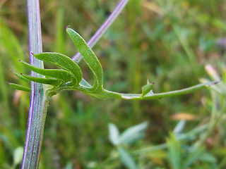 Centaurea scabiosa