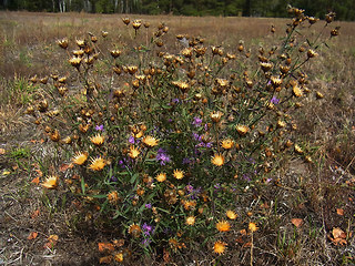 Centaurea stoebe ssp. stoebe