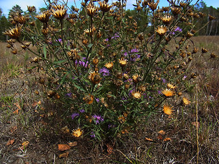 Centaurea stoebe ssp. stoebe