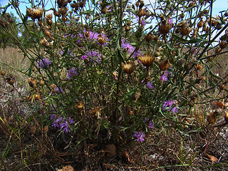 Centaurea stoebe ssp. stoebe