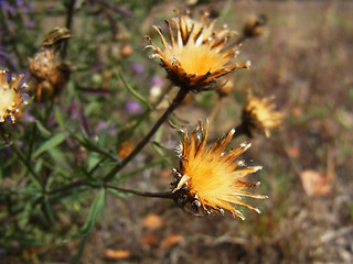 Centaurea stoebe ssp. stoebe