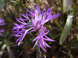 Centaurea stoebe ssp. stoebe