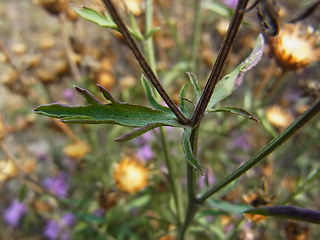 Centaurea stoebe ssp. stoebe