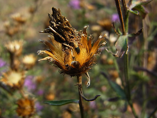 Centaurea stoebe ssp. stoebe