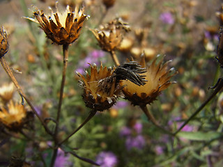 Centaurea stoebe ssp. stoebe