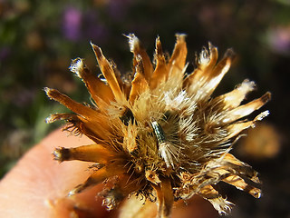 Centaurea stoebe ssp. stoebe