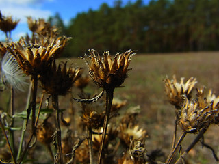 Centaurea stoebe ssp. stoebe