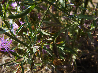 Centaurea stoebe ssp. stoebe