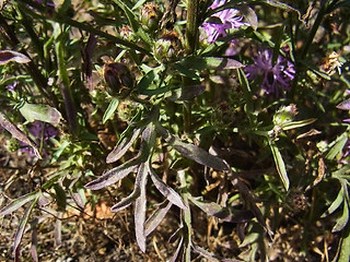 Centaurea stoebe ssp. stoebe