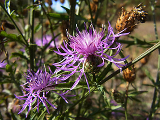 Centaurea stoebe ssp. stoebe