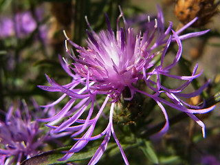 Centaurea stoebe ssp. stoebe