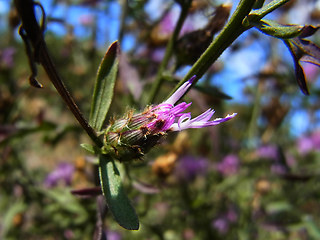 Centaurea stoebe ssp. stoebe