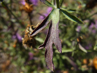 Centaurea stoebe ssp. stoebe