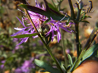 Centaurea stoebe ssp. stoebe