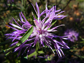 Centaurea stoebe ssp. stoebe