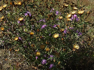 Centaurea stoebe ssp. stoebe