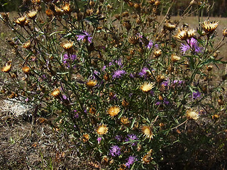 Centaurea stoebe ssp. stoebe